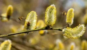 Alergeny, pyłki kwiatowe